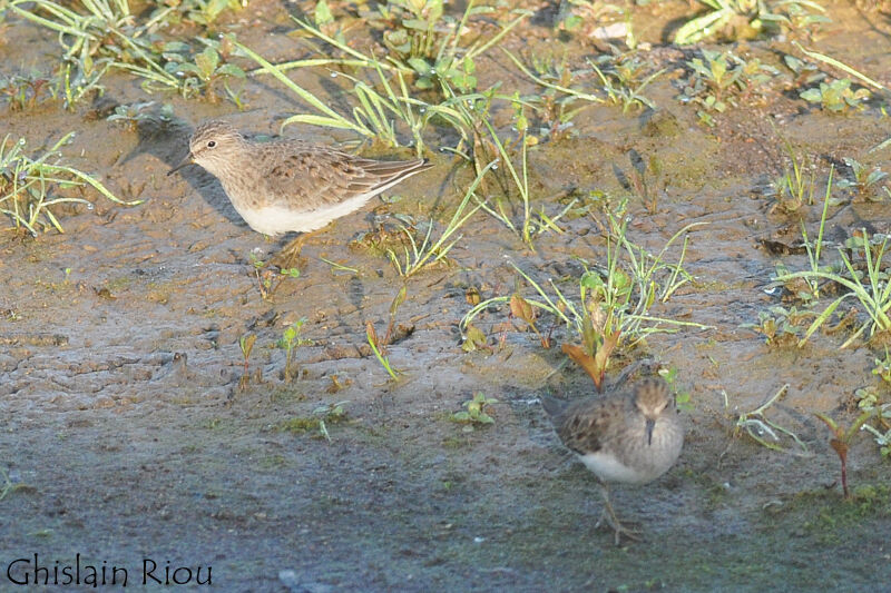 Temminck's Stint