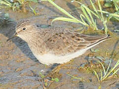 Temminck's Stint