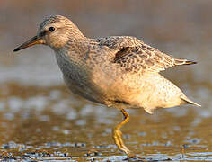 Red Knot