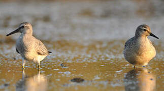 Red Knot