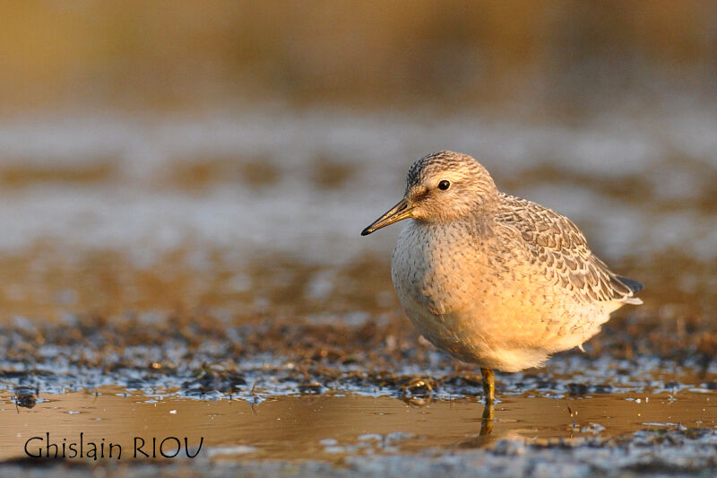 Red Knot