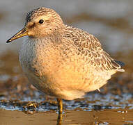 Red Knot