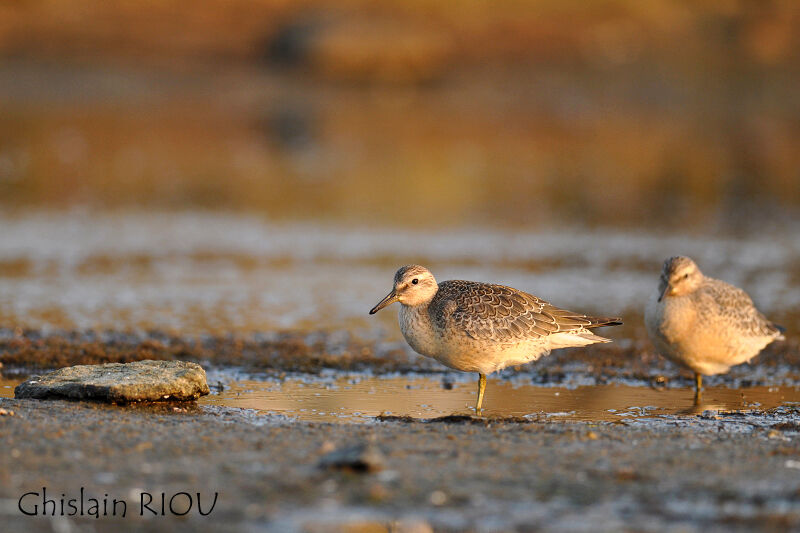 Red Knot