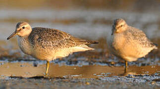 Red Knot