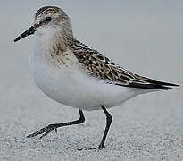 Little Stint