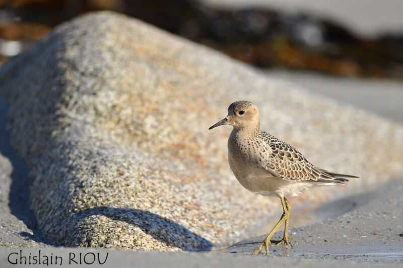 Buff-breasted Sandpiperjuvenile