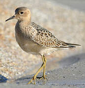 Buff-breasted Sandpiper