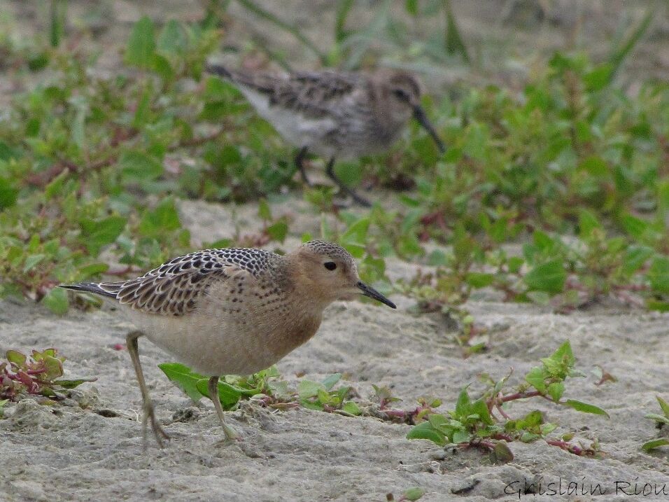 Buff-breasted SandpiperFirst year