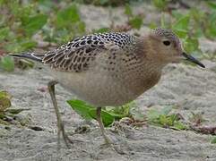 Buff-breasted Sandpiper