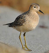 Buff-breasted Sandpiper