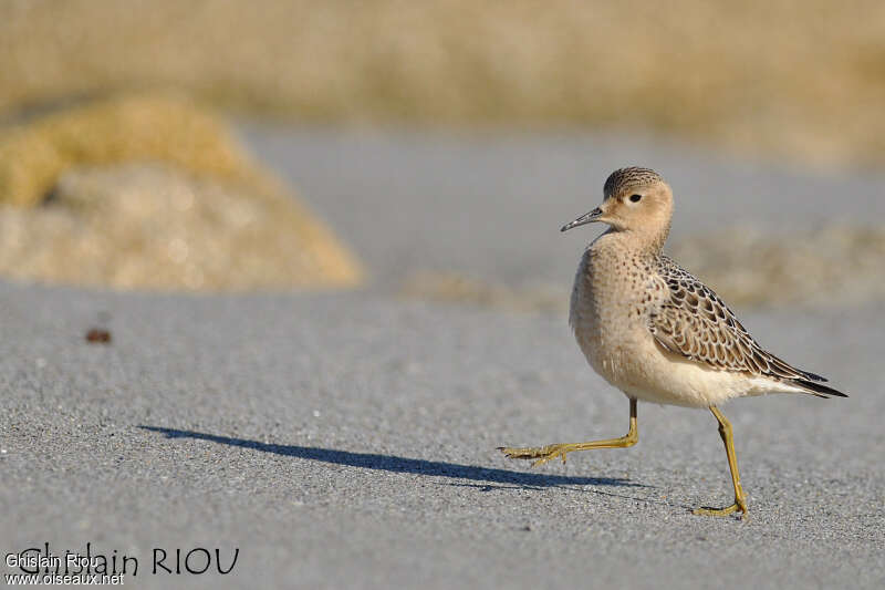 Buff-breasted Sandpiperjuvenile, Behaviour