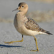 Buff-breasted Sandpiper