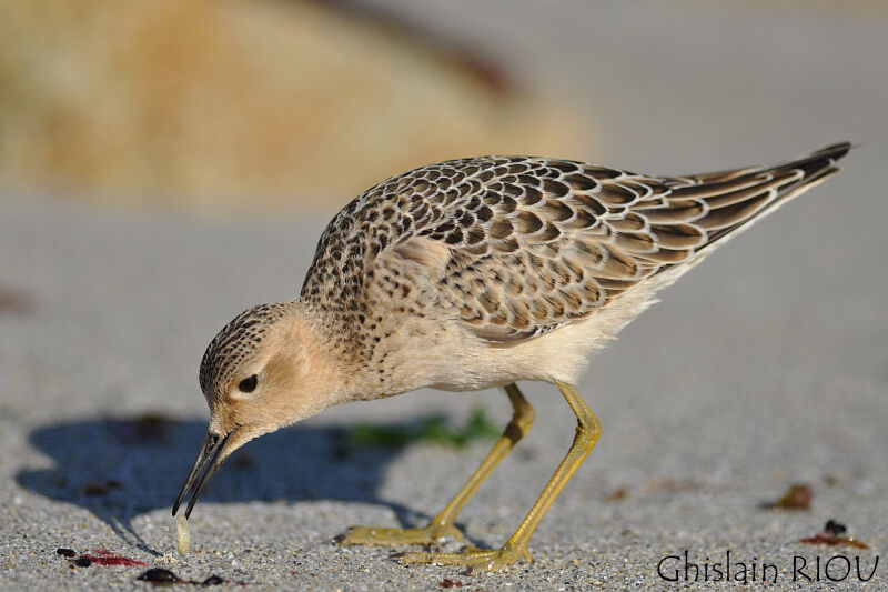 Buff-breasted Sandpiperjuvenile