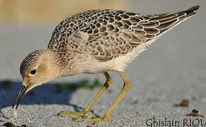 Buff-breasted Sandpiper