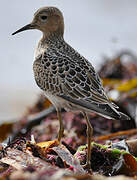 Buff-breasted Sandpiper