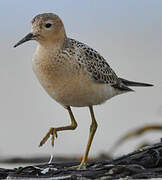 Buff-breasted Sandpiper