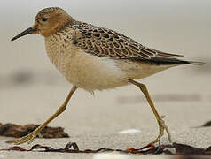 Buff-breasted Sandpiper