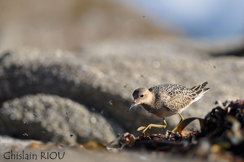 Buff-breasted Sandpiperjuvenile