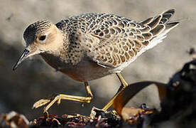 Buff-breasted Sandpiper