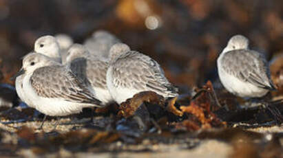 Bécasseau sanderling