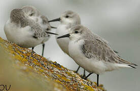 Bécasseau sanderling