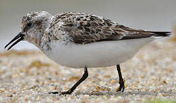 Bécasseau sanderling