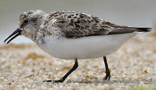 Bécasseau sanderling