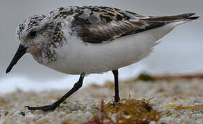 Sanderling