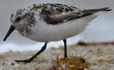 Bécasseau sanderling