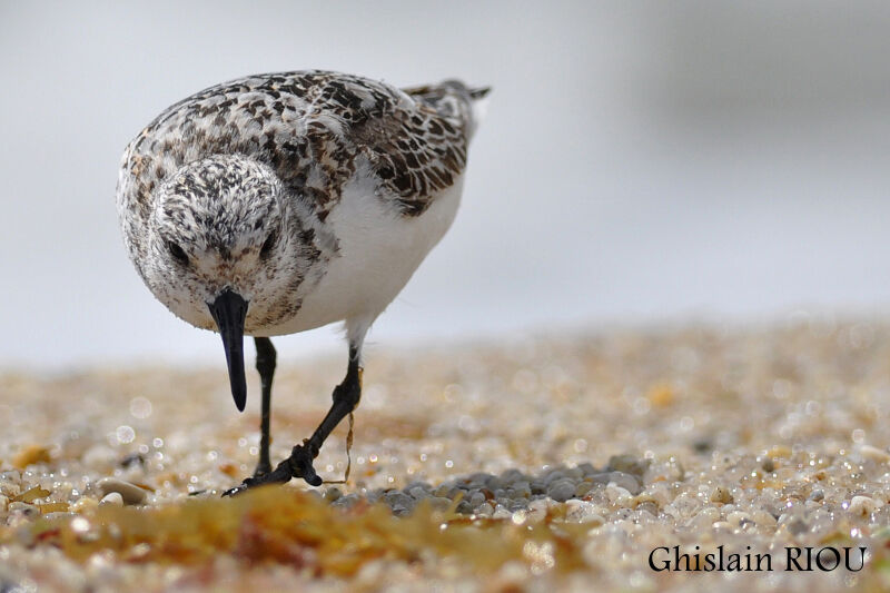 Sanderling