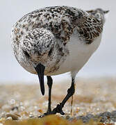 Sanderling