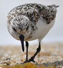 Bécasseau sanderling