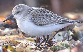 Semipalmated Sandpiper