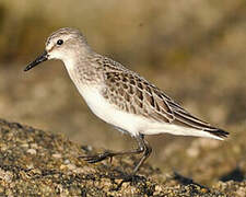 Semipalmated Sandpiper