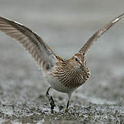 Pectoral Sandpiper