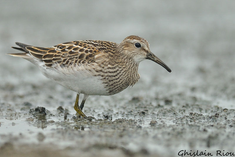 Pectoral Sandpiper