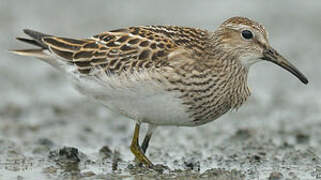 Pectoral Sandpiper