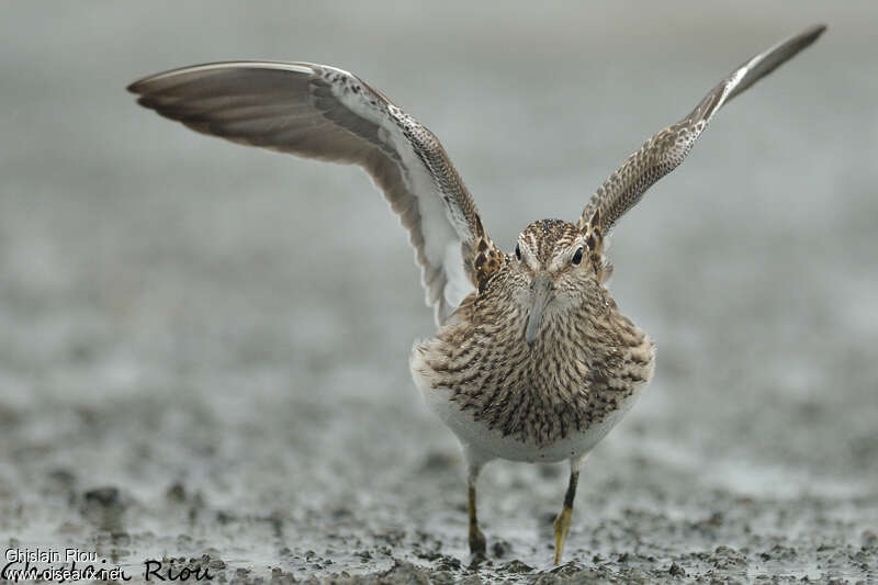 Pectoral Sandpiper, close-up portrait, pigmentation