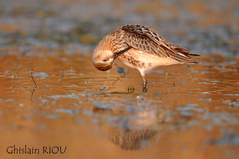 Bécasseau variable