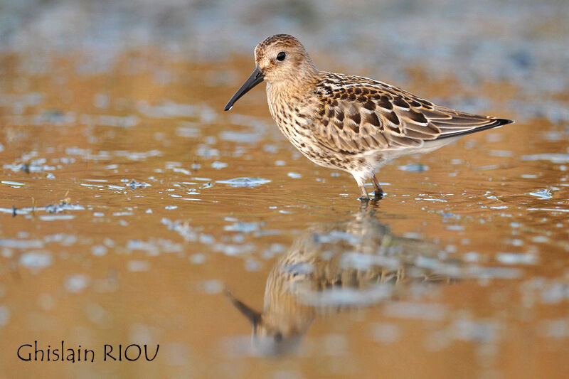 Dunlin