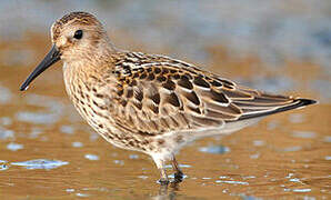 Dunlin