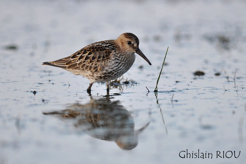 Dunlin