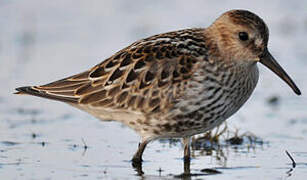 Dunlin