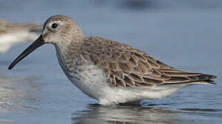 Dunlin