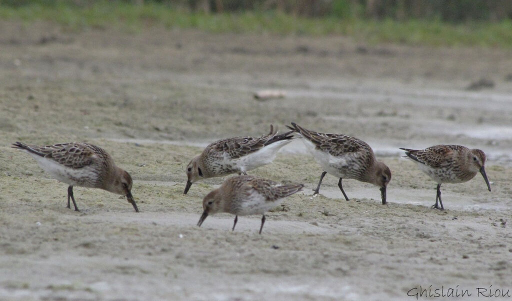 Bécasseau variable