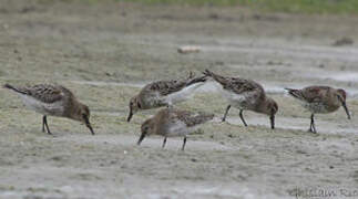 Dunlin