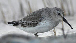 Dunlin