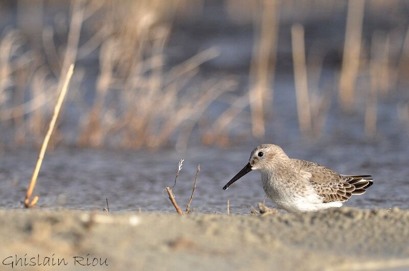 Dunlin