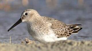 Dunlin