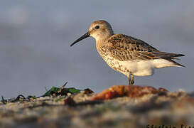 Dunlin